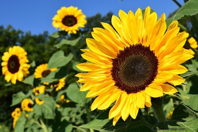 Rêves de tournesol – interprétation