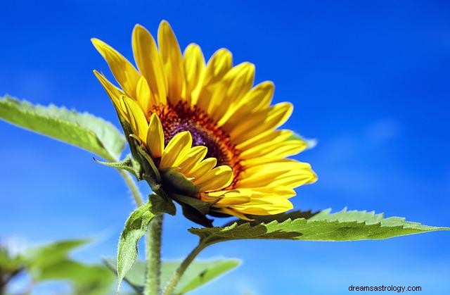 Sueños con un girasol – interpretación