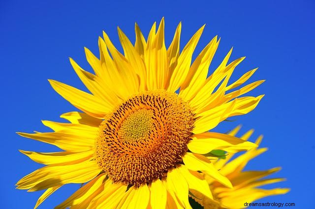 Mimpi tentang bunga matahari – tafsir
