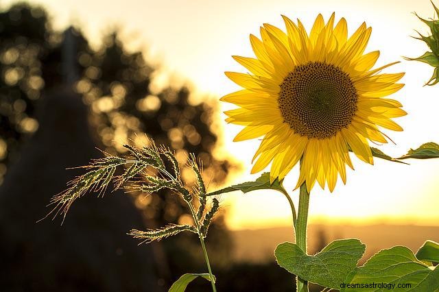 Sogni su un girasole – interpretazione