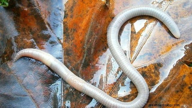 Drømmer om orme – fortolkning og mening