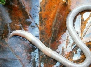 Snění o Worms – výklad a význam