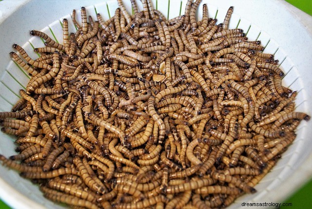 Śnienie o robakach – interpretacja i znaczenie