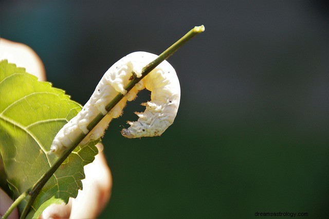 Snění o Worms – výklad a význam