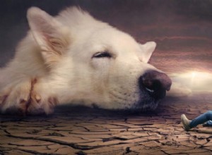 Interpretación del sueño del ataque de un perro en un sueño