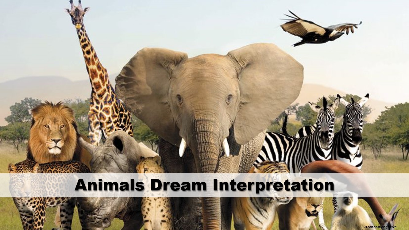 Interpretação dos sonhos dos animais