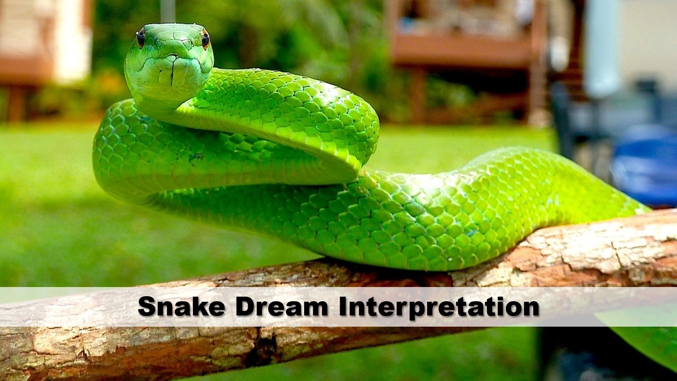 蛇の夢の解釈
