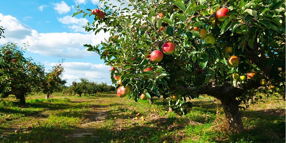 Interpretazione del sogno dell albero di mele