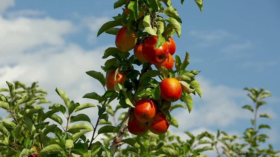 Apfelbaum-Traumdeutung