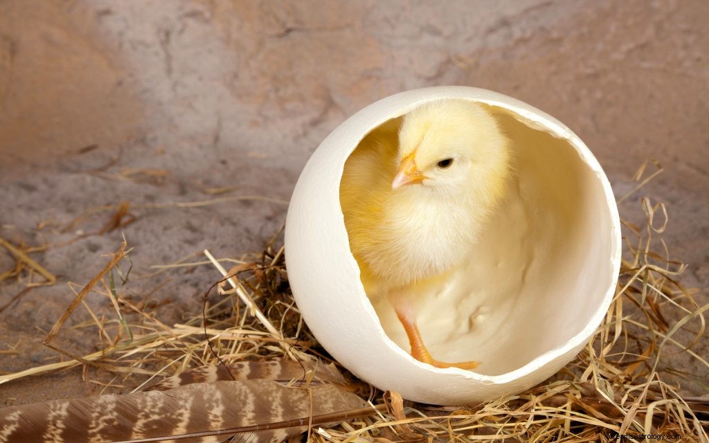 Ερμηνεία ονείρου αυγών