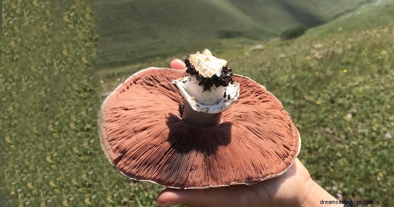 Paddestoelen plukken droominterpretatie