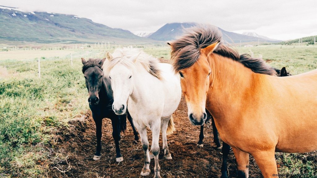 Interprétation des rêves de cheval