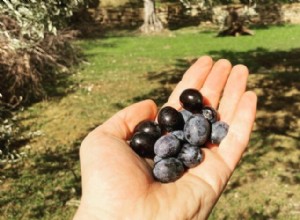 Zbieranie oliwek w interpretacji snów