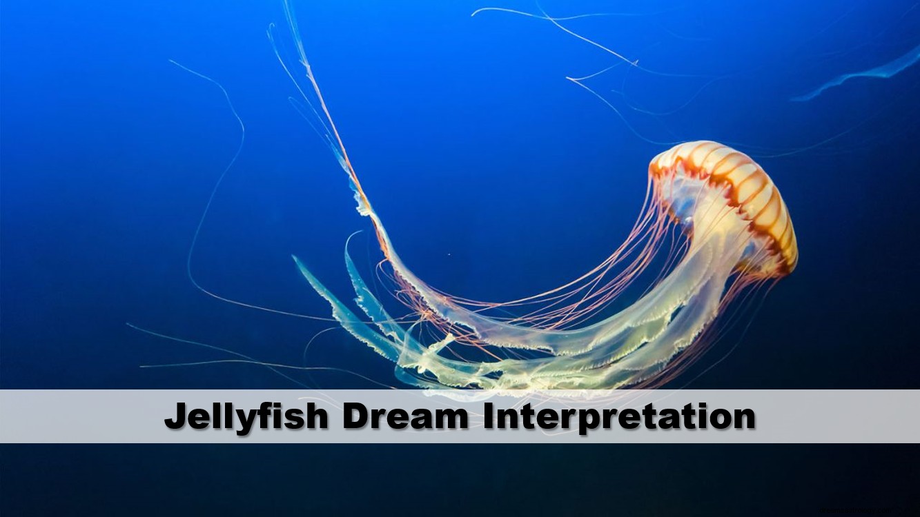 Interpretação dos sonhos de água-viva