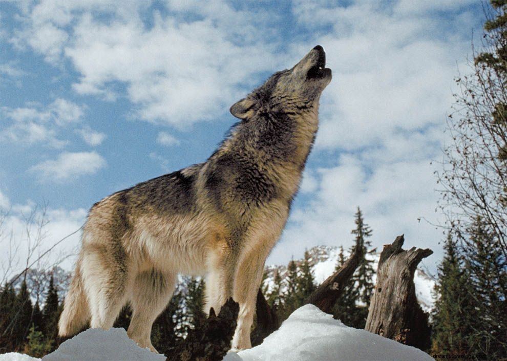 Interpretación del sueño del lobo