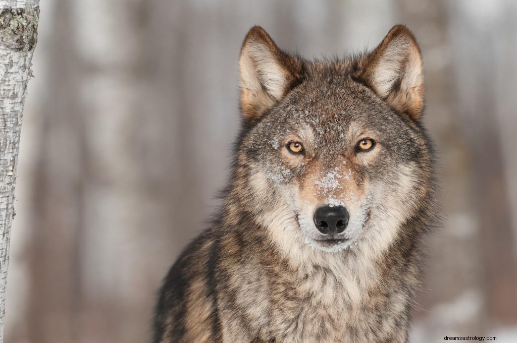 Interpretación del sueño del lobo