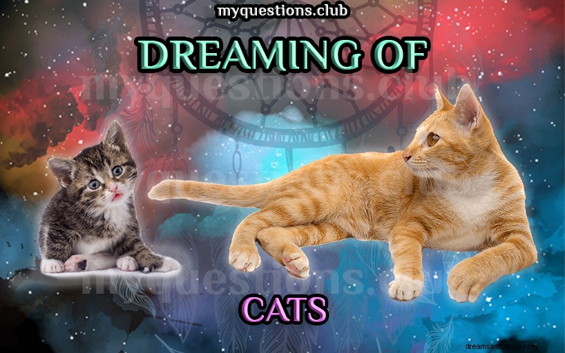 猫の夢を見る