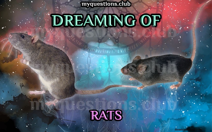 RÊVER DE RATS