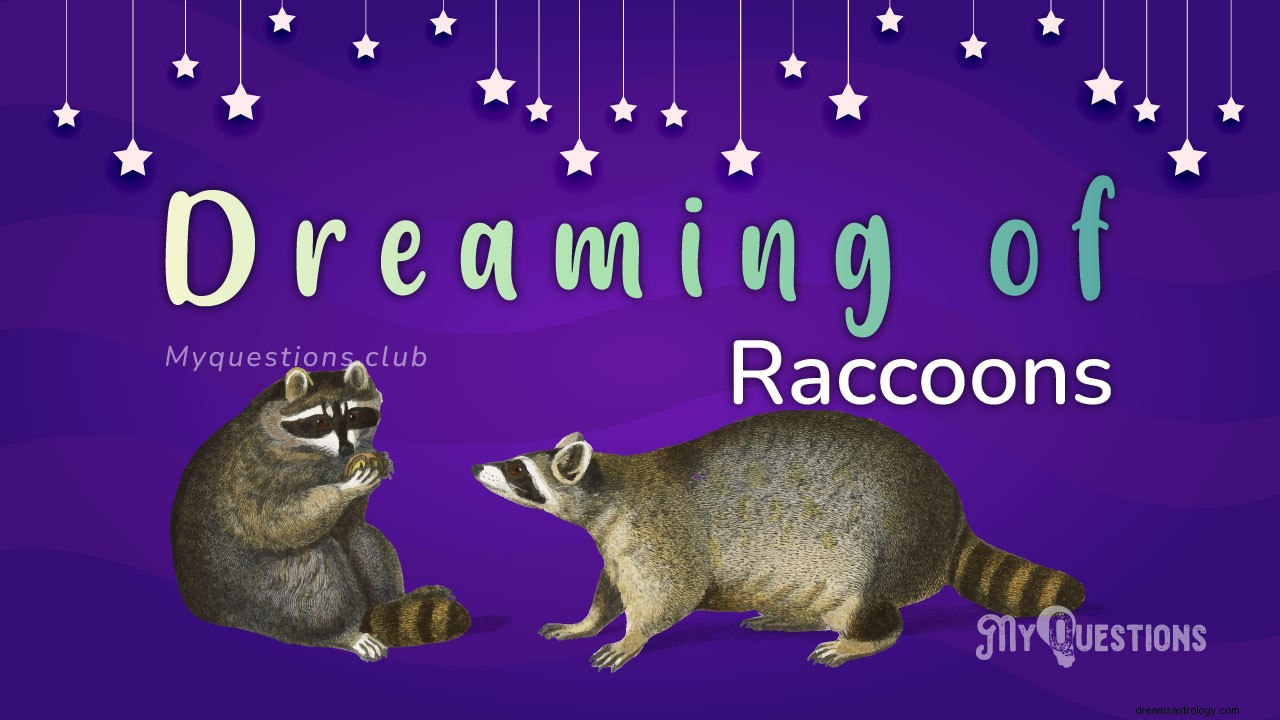 DRÖMMAR OM RACCOONS