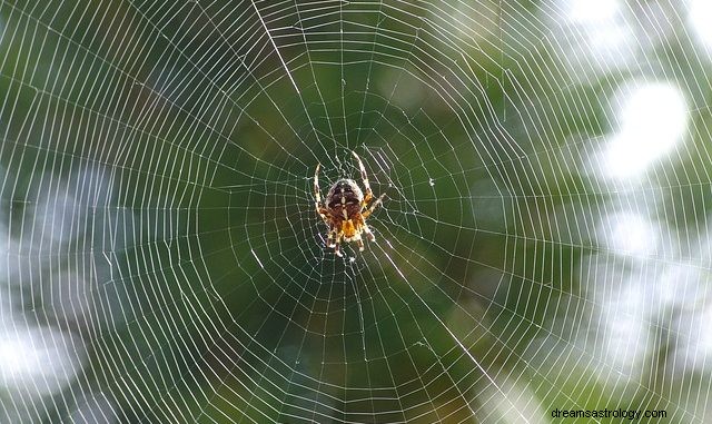 TRÄUME VOM SEHEN VON SPINNENWEBEN