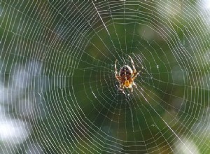 DRØMMER OM Å SE COBWEBS
