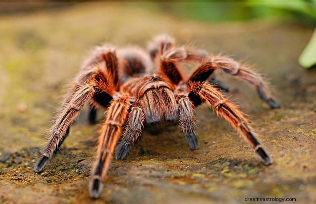 SONHOS DE VER TEIAS DE Aranha