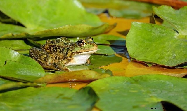 Spirituelle Bedeutung des Frosches im Traum