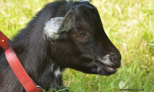 Droom over zwarte dieren