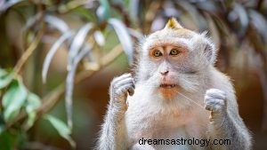 Dream About MONKEY