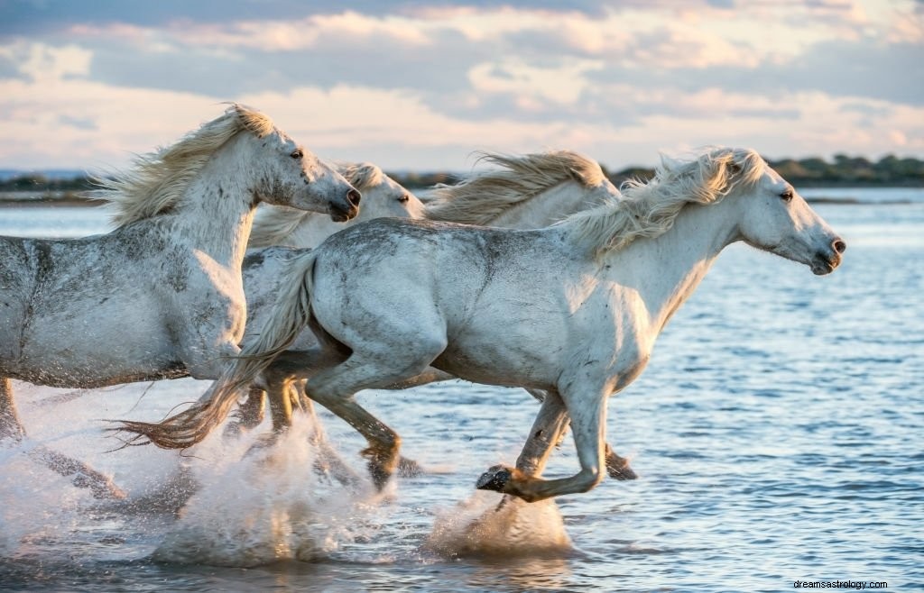 Bílý kůň – význam snu a symbolika