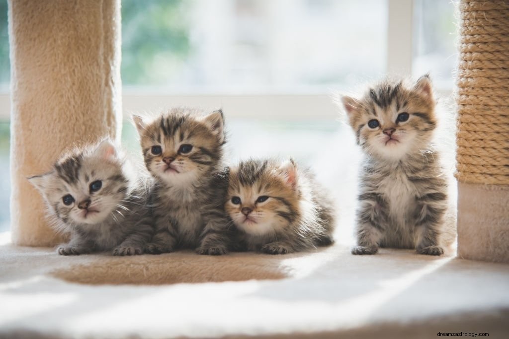 Kitten – Betekenis en symboliek van dromen