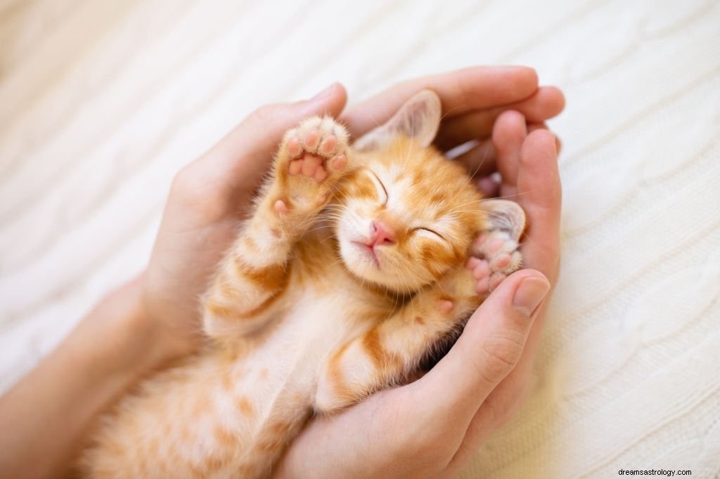 Kitten – Betekenis en symboliek van dromen