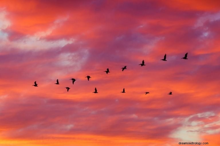 Vogel – Betekenis en symboliek van dromen