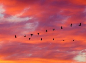鳥 – 夢の意味と象徴