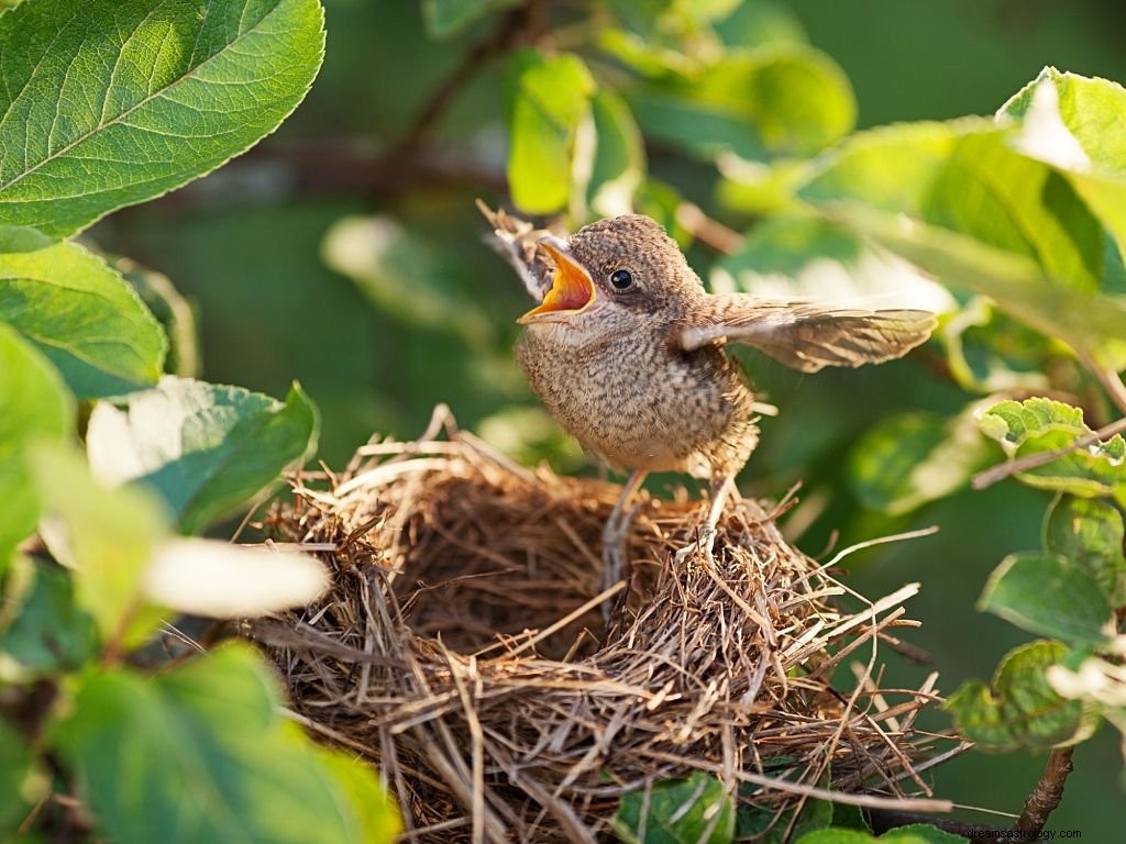 Oiseau – Signification et symbolisme des rêves