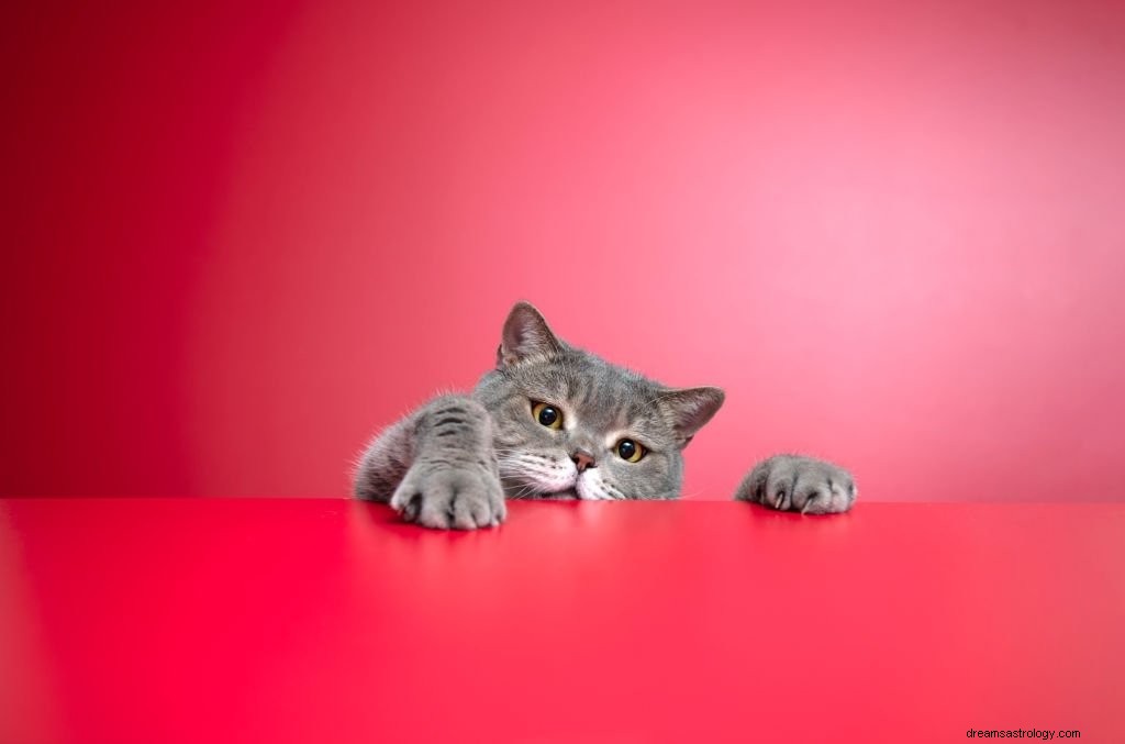 Grijze kat – Betekenis en symboliek van dromen