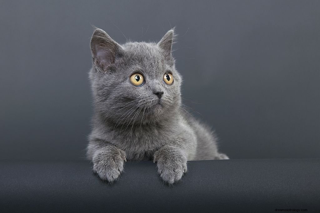 Grijze kat – Betekenis en symboliek van dromen