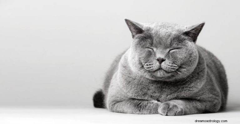 Szary kot – znaczenie i symbolika snu