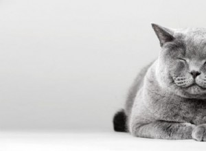 Gato gris – Significado y simbolismo de los sueños