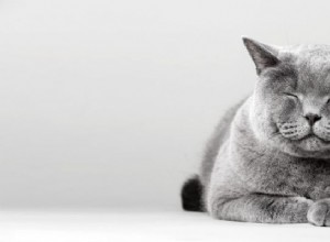 Grijze kat – Betekenis en symboliek van dromen