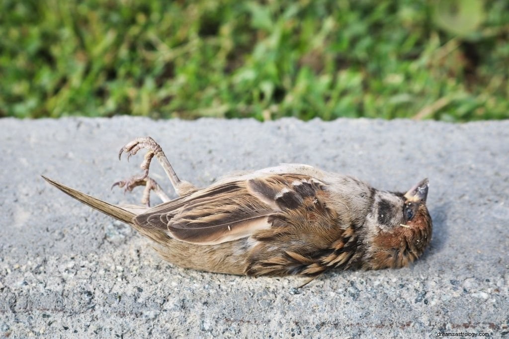 Vogel – Bedeutung und Symbolik von Träumen