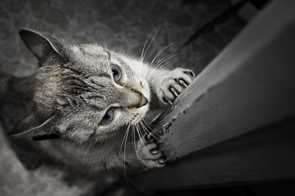 Grå katt – drømmebetydning og symbolikk