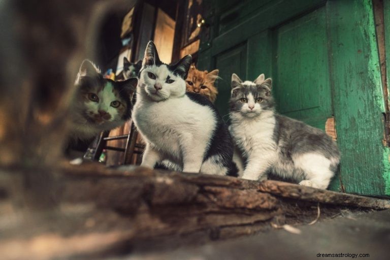 Veel katten – betekenis en symboliek van dromen