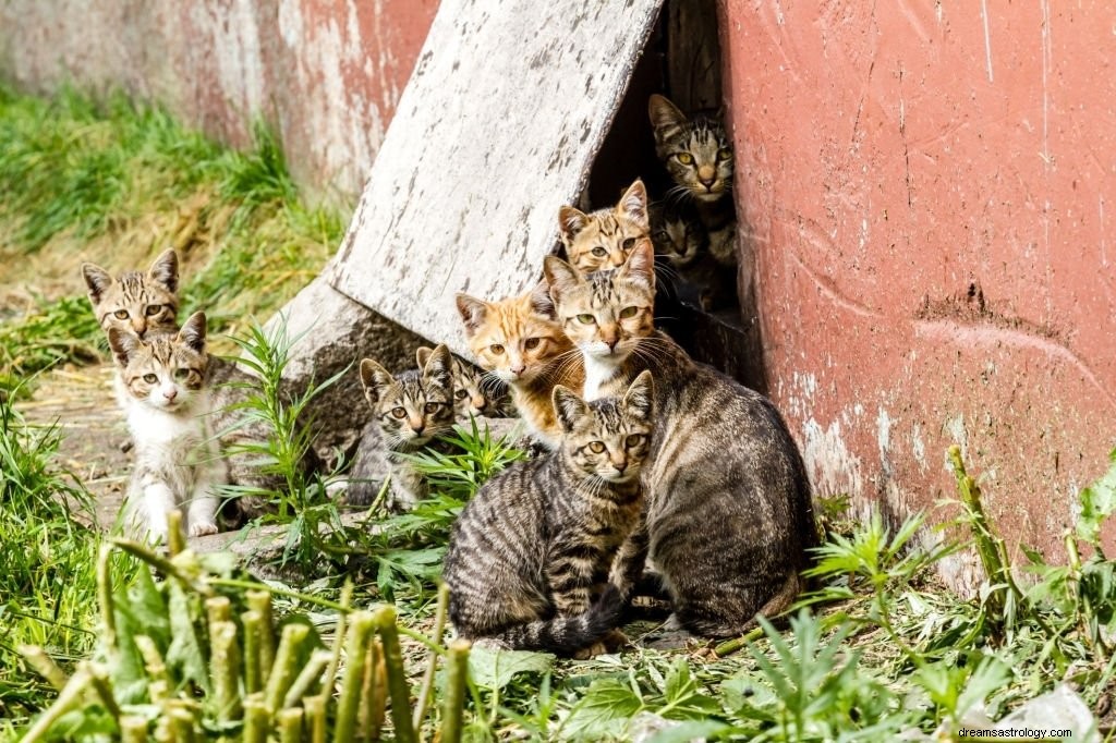 Muitos gatos – significado e simbolismo dos sonhos