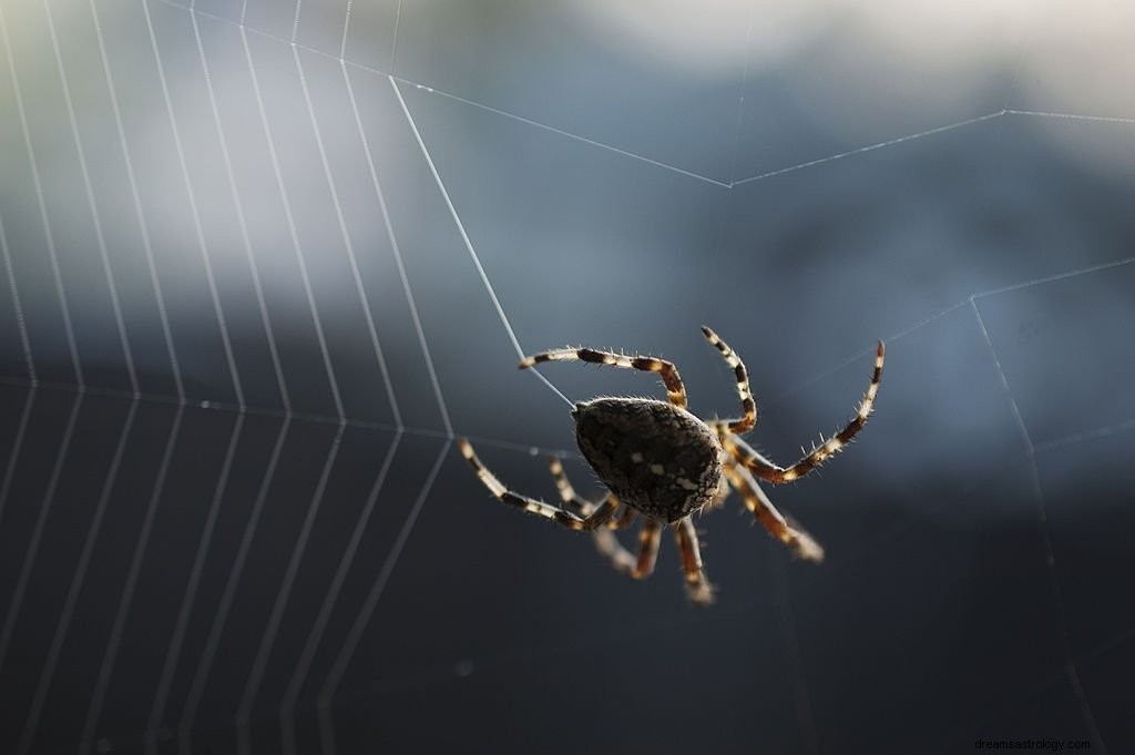 Spider Web – drømmebetydning og symbolik