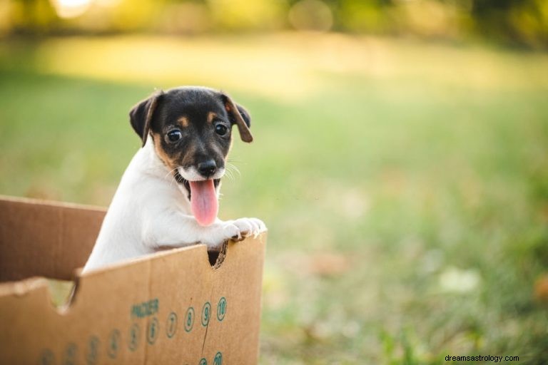 Cachorro – Significado y simbolismo de los sueños