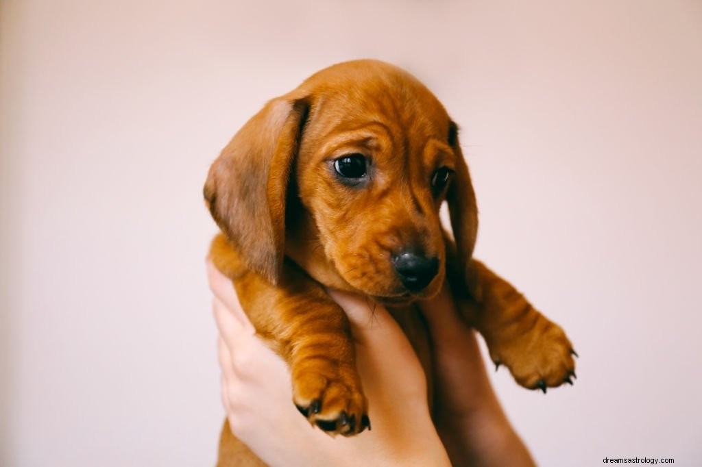 子犬 – 夢の意味と象徴