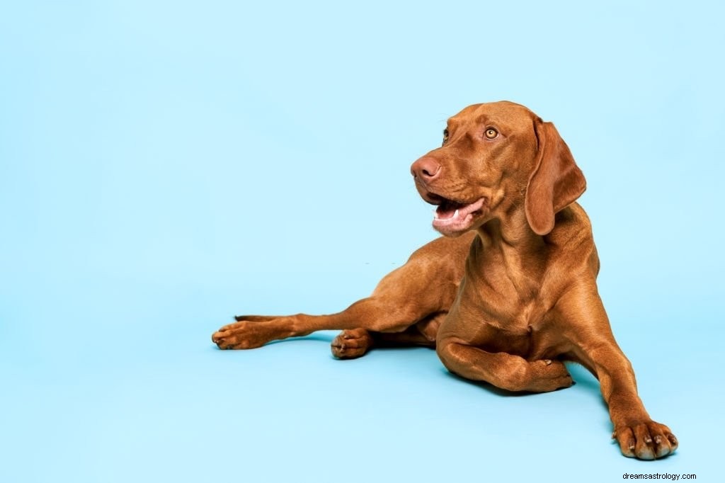 Anjing Coklat – Arti Mimpi dan Simbolisme