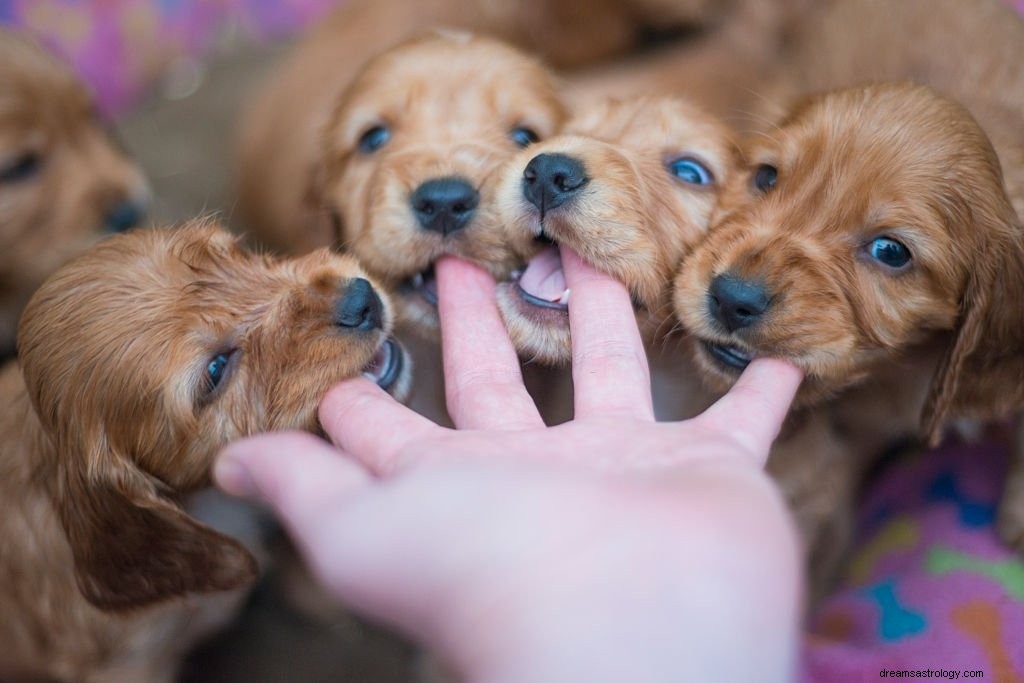 Cachorro – Significado y simbolismo de los sueños