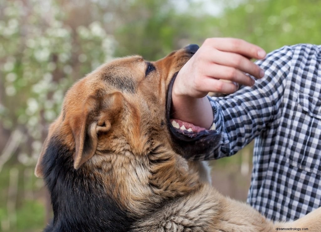 Cão marrom – significado e simbolismo dos sonhos